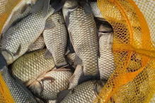 钓鱼饵料蜜蜂使用指南，如何有效吸引鱼类