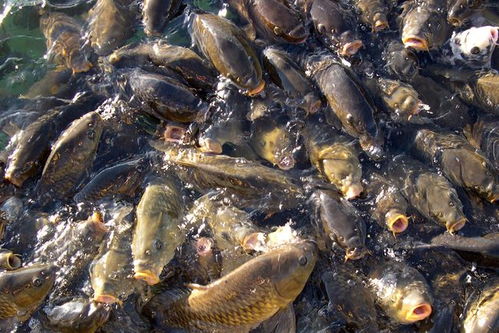 钓鱼饵料的科学测评，从实验室到鱼塘的真相