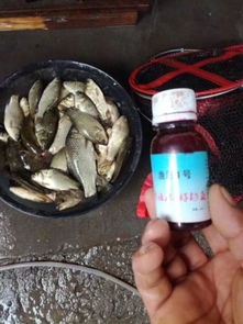 冬季钓鱼饵料味型怎么选？这份指南让你轻松应对寒冬