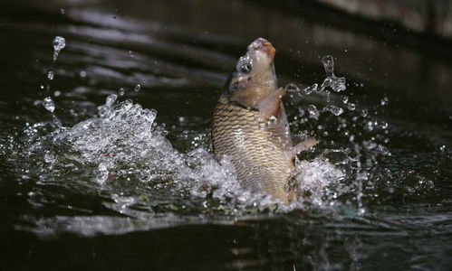 钓鱼饵料加红牛，提升诱鱼效果的秘密武器？