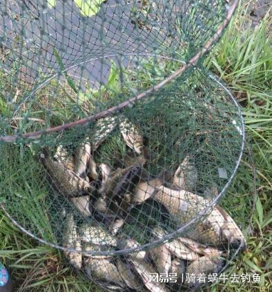 鱼塘钓鱼饵料散炮怎么开？掌握这5个技巧让鱼儿疯狂咬钩！