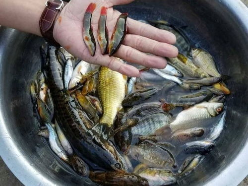 自制大虾饵料，钓鱼高手的秘密武器