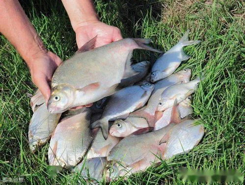 不打窝也能钓大鱼！教你自制天然饵料，轻松上钩！