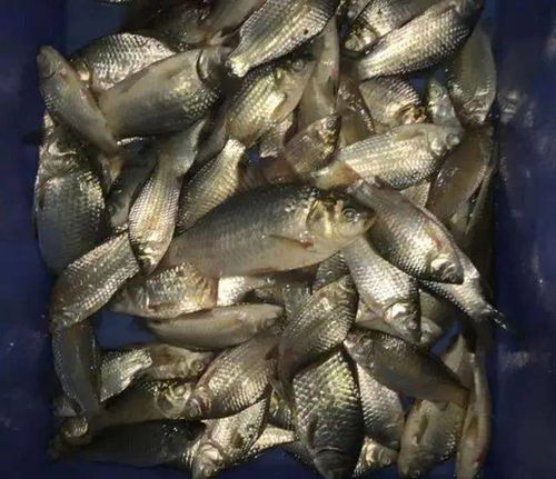 生猪肝钓鱼饵料的完美使用秘籍