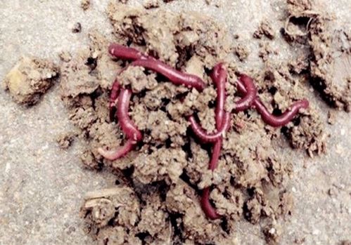 蚯蚓钓鱼秘籍，从新手到高手的饵料使用指南