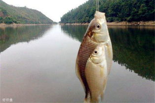 鱼篓钓鱼饵料怎么配？这份秘方让你轻松钓大鱼！