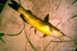 黄辣丁钓鱼饵料秘方,907字详解黄辣丁垂钓饵料配制全攻略 黄辣丁钓鱼饵料秘方,907字详解黄辣丁垂钓饵料配制全攻略