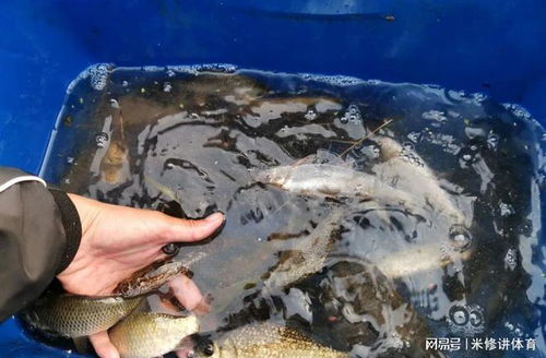 海边钓鱼饵料配制全攻略,如何让鱼儿上钩的秘密武器