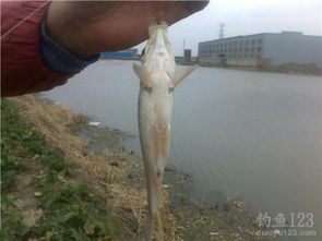 红尾鲶钓鱼饵料怎么配?专业配方与技巧全解析 红尾鲶钓鱼饵料怎么配?专业配方与技巧全解析