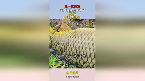 青哥钓鱼饵料怎么样？深度评测与用户反馈全解析！