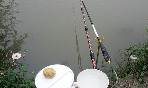 水库钓鱼饵料不行怎么办?这些技巧让你轻松应对! 水库钓鱼饵料不行怎么办?这些技巧让你轻松应对!