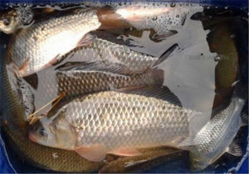 盛夏钓草鱼，高温天气下的饵料选择与垂钓全攻略