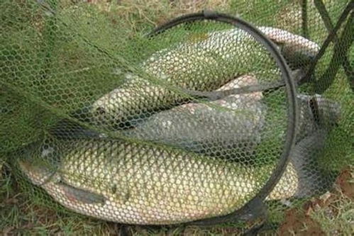 水库钓鱼饵料挂饵秘籍,掌握这5种挂饵方法,鱼获翻倍! 水库钓鱼饵料挂饵秘籍,掌握这5种挂饵方法,鱼获翻倍!