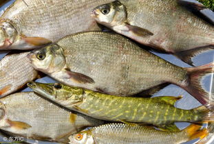 东北夏季钓鱼饵料全攻略，高温下的诱鱼秘籍