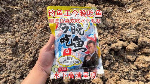 鱼王钓鱼饵料怎么样，全面评测与用户反馈