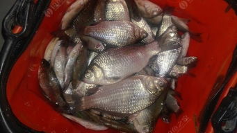 钓鱼饵料钓翘嘴怎么调，专业饵料配方与调制技巧