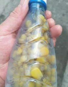 如何有效使用商家赠送的钓鱼饵料