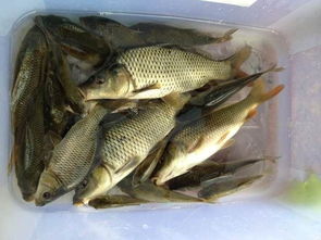 钓鱼饵料配方，如何避免小鱼干扰