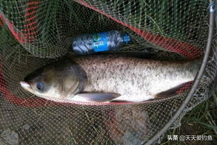 自制臭鸡蛋钓鱼饵料，简单有效，让鱼儿疯狂上钩！