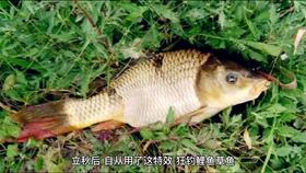 独钓者饵料秘籍，让鱼儿主动上钩