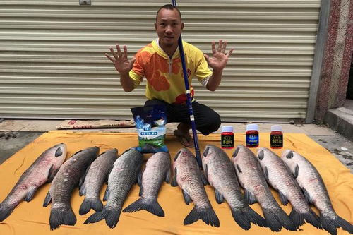 青鱼饵料钓鱼王评测，效果如何？深度解析与使用指南