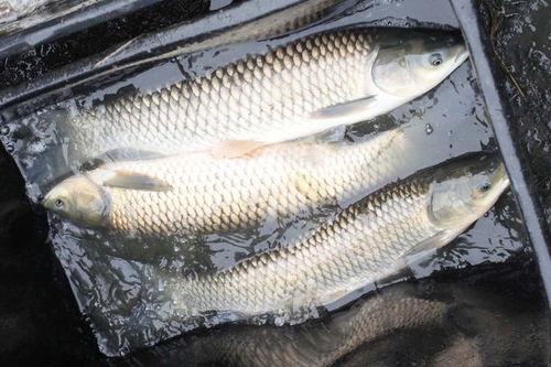 诱鱼快，钓鱼饵料配制全攻略