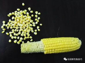 泡沫豆钓鱼饵料怎么用？这份视频教程让你轻松掌握钓鱼秘籍！