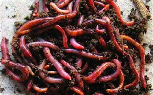 蚯蚓怎么做成钓鱼饵料呢? 蚯蚓怎么做成钓鱼饵料呢?
