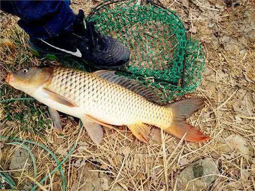 大炮鲤钓鱼饵料使用全攻略，从入门到精通的实用技巧