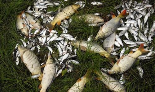 无声也能钓大鱼,聋哑人如何巧妙使用钓鱼饵料 无声也能钓大鱼,聋哑人如何巧妙使用钓鱼饵料