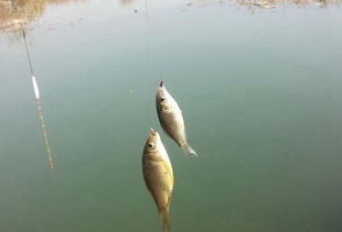 黑雕钓鱼饵料的正确使用方法,提升你的钓鱼技巧 黑雕钓鱼饵料的正确使用方法,提升你的钓鱼技巧