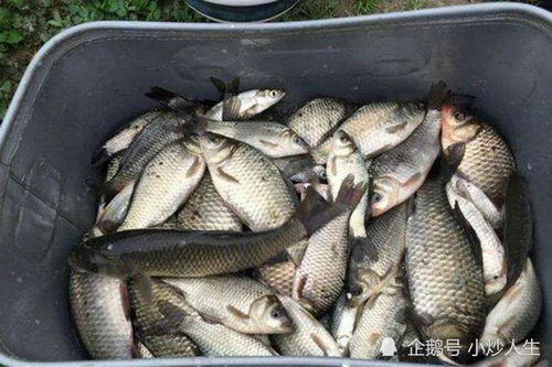 钓鱼饵料鲳鱼怎么做好吃？