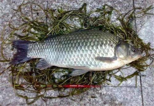 钓鱼饵料大盘鸡怎么用？掌握这几点，鱼获翻倍！