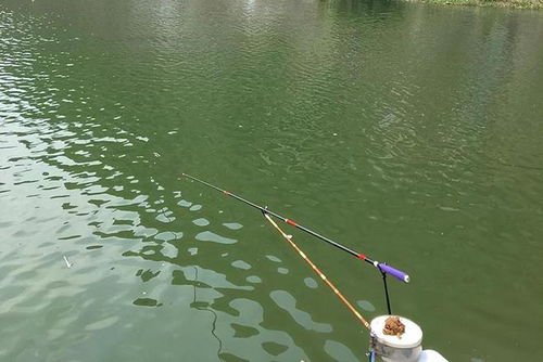 钓鱼高手的秘密武器，如何挑选最诱人的假饵