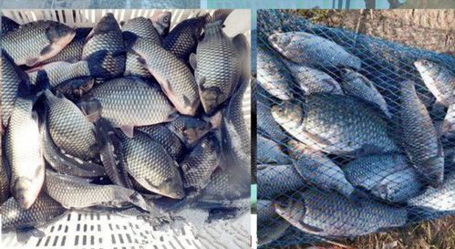 钓鱼饵料跑味了怎么办?这些处理方法让你鱼获翻倍 钓鱼饵料跑味了怎么办?这些处理方法让你鱼获翻倍