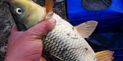 南充人钓鱼饵料怎么样?揭秘川北钓佬的独门秘籍! 南充人钓鱼饵料怎么样?揭秘川北钓佬的独门秘籍!