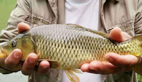 钓鱼饵料爆鲤鱼怎么办？终极解决方案大揭秘！