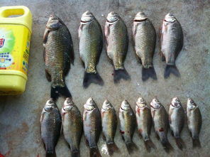 手钓鱼饵料使用全攻略，从入门到精通的实用技巧