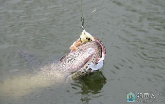 黑鱼上钩的秘密武器,自制黑鱼饵料配方全解析 黑鱼上钩的秘密武器,自制黑鱼饵料配方全解析