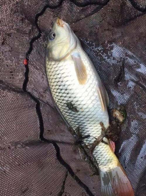 新手必看！钓鱼饵料使用秘籍，让你的鱼儿争先恐后咬钩