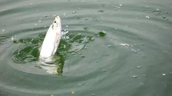 用被子自制船钓饵料,环保、创意、省钱的钓鱼新方法 用被子自制船钓饵料,环保、创意、省钱的钓鱼新方法