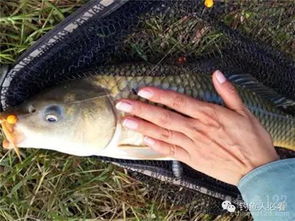 春季钓鱼饵料使用全攻略，让鱼儿疯狂咬钩的秘诀