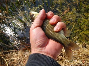 自己动手制作钓鱼饵料，省钱又有效的垂钓秘诀