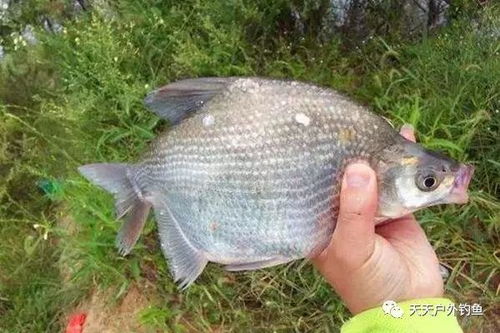 钓鱼饵料假虾怎么制作,逼真诱鱼的秘诀 钓鱼饵料假虾怎么制作,逼真诱鱼的秘诀