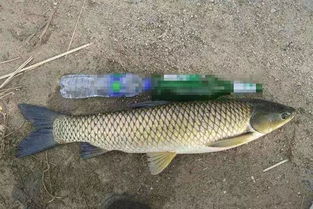 钓鱼饵料压制机傻瓜式操作指南，轻松自制诱鱼饵料，鱼获蹭蹭涨！