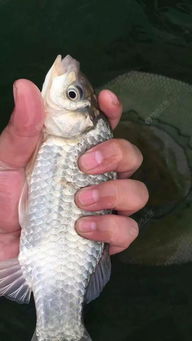 春天怎么选短杆钓鱼饵料