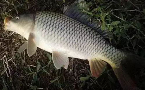 爆炸钩底钓，饵料选择与使用全攻略