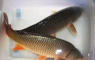 黄河钓鱼饵料黄金配比秘方，让你轻松钓获大鱼！