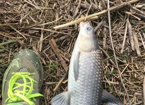 钓鱼饵料怎么都钩不上?揭秘钓鱼饵料不上钩的五大原因 钓鱼饵料怎么都钩不上?揭秘钓鱼饵料不上钩的五大原因