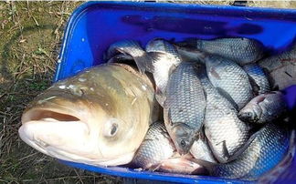 小塘钓鱼饵料配方，如何配出吸引鱼的美味饵料